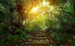 China neuesten Nachrichten über Der Verfall von Humus in tropischen Regenwäldern: Die Auswirkungen auf die Luftqualität und die Rolle von Luftreinigern